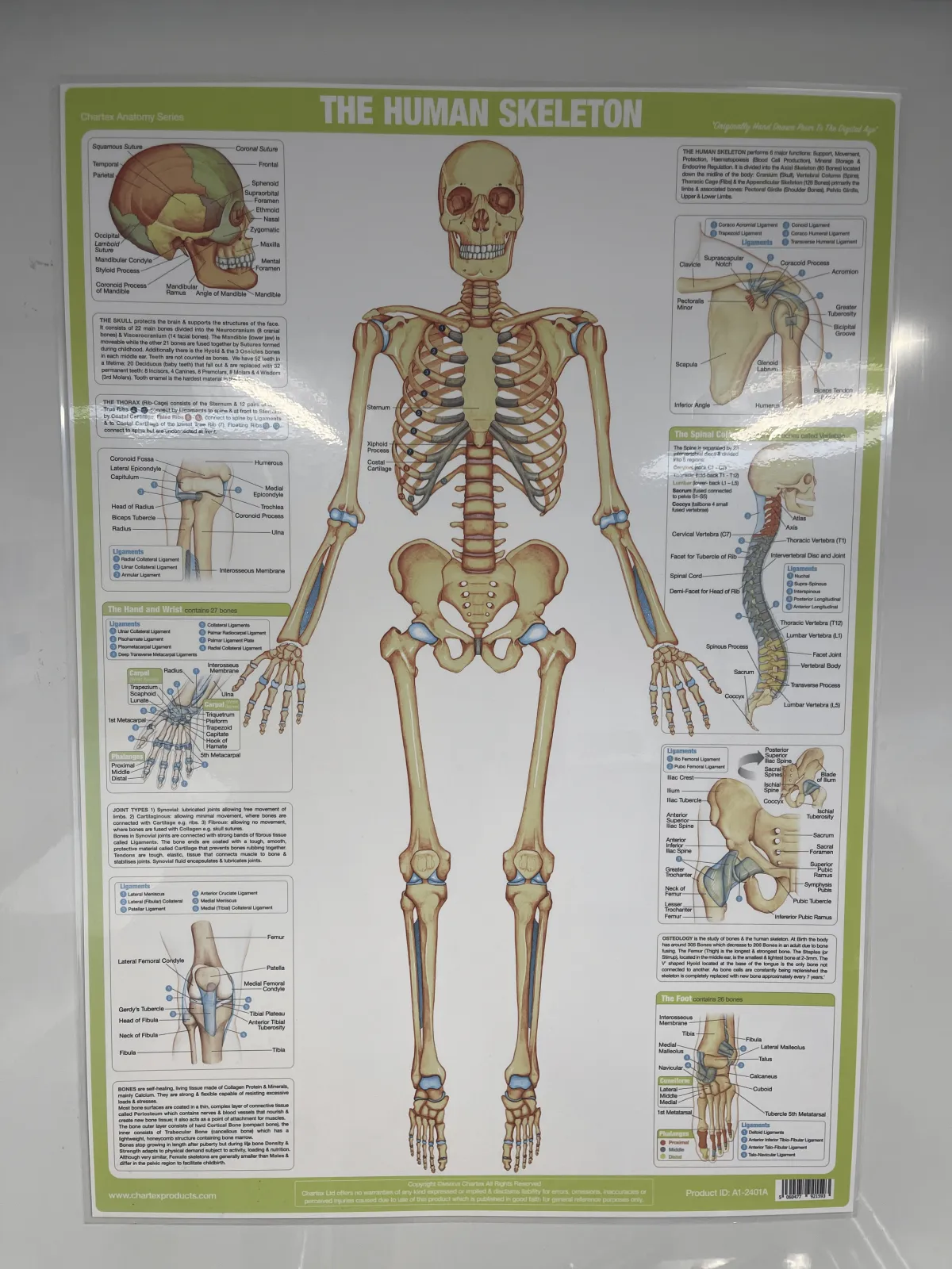 Anatomy Reference Chart